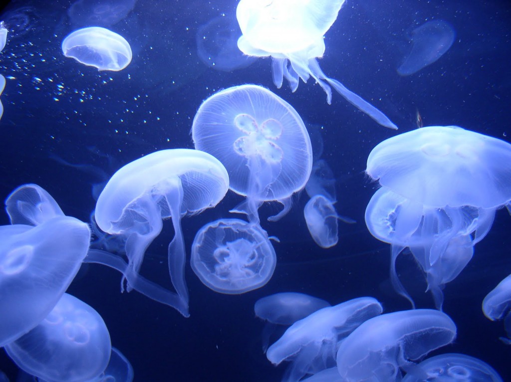 Moon-Jellyfish4
