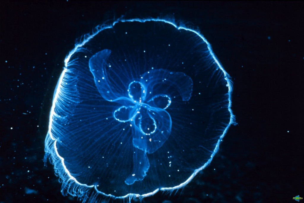 immortal-jellyfish1