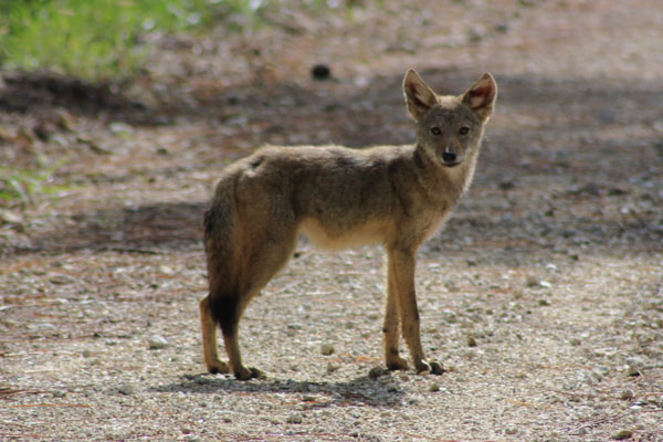 Coyote