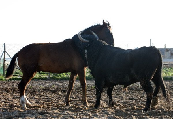 Toro y caballo