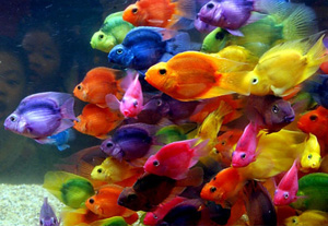 peces de colores